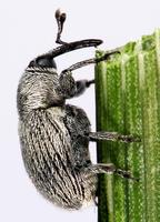 Cleopomiarus graminis