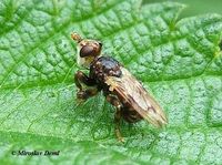 Myopa buccata