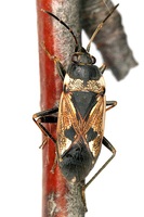 Rhyparochromus pini