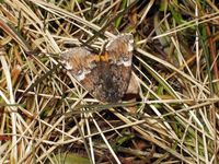 Archiearis parthenias - Orange Underwing