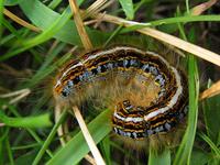 Malacosoma neustria - The Lackey