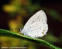 Cupido argiades - Short-tailed Blue