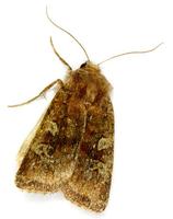 Cerastis leucographa - White-marked