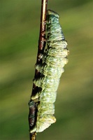 Notodonta dromedarius - Iron Prominent