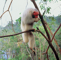 White bald-headed uakari (Cacajao calvus calvus)