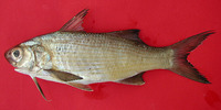 Galeoides decadactylus, Lesser African threadfin: fisheries