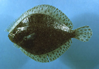 Scophthalmus aquosus, Windowpane: fisheries