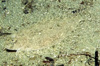 Bothus pantherinus, Leopard flounder: fisheries