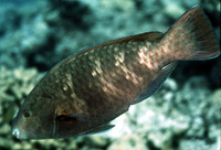Scarus fuscopurpureus, Purple-brown parrotfish: fisheries