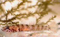 Chromogobius zebratus, Kolombatovic's goby: