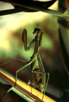 Sphodromantis viridis - Praying Mantis