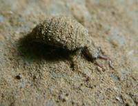 Myrmeleon - Antlion