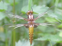 Libellula depressa - Broad-Bodied Chaser