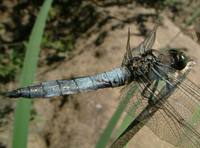 Orthetrum cancellatum - Black-tailed Skimmer