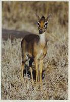 Image of: Madoqua kirkii (Kirk's dik-dik)