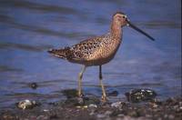 Limnodromus scolopaceus - Long-billed Dowitcher