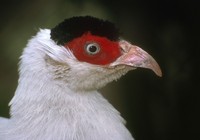 Crossoptilon crossoptilon - White Eared-Pheasant