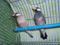 Padda oryzivora - Java Sparrow