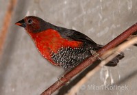 Spermophaga haematina - Western Bluebill