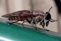 Image of: Hybomitra lasiophthalma