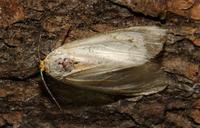 Image of: Noctuidae (cutworms, dagger moths, noctuid moths, owlet moths, and underwings)