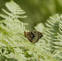 Image of: Speyeria cybele