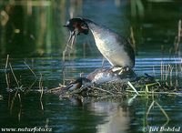 Podiceps cristatus - Great Crested Grebe