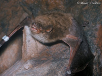 Myotis dasycneme - Pond Bat