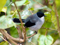 Image of: Heterophasia melanoleuca (black-backed sibia)