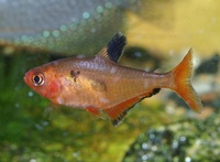 Hyphessobrycon eques - Blood Characin