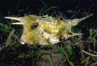 Image of: Lactoria cornuta (horned boxfish)