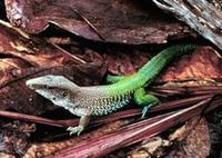 Image of: Ameiva ameiva (giant ameiva)