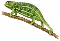 Image of: Furcifer campani