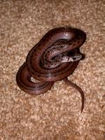 Image of: Storeria dekayi (Dekay's brown snake)