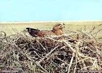 Steppe Eagle - Aquila nipalensis