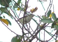 Scarlet-headed Flowerpecker - Dicaeum trochileum