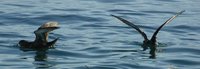 Sooty Shearwater - Puffinus griseus