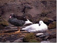 Kelp Goose - Chloephaga hybrida