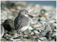 Wrybill - Anarhynchus frontalis