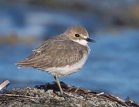 Greater Sand-Plover (Charadrius leschenaultii) photo
