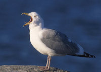 American Herring Gull (Larus argentatus) photo