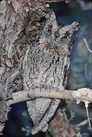 Whiskered Screech-Owl (Otus trichopsis) photo