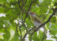 Rufous-browed Peppershrike (Cyclarhis gujanensis) photo