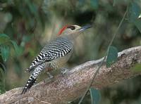 West Indian Woodpecker (Melanerpes superciliaris) photo