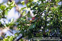 Little Green-Pigeon - Treron olax