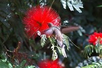 Scale-throated Hermit - Phaethornis eurynome