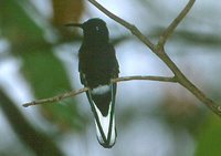 Black Jacobin - Florisuga fuscus