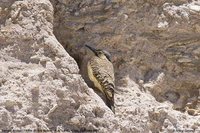 Andean Flicker - Colaptes rupicola