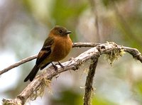 Cinnamon Flycatcher - Pyrrhomyias cinnamomea
