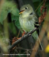 Alder Flycatcher - Empidonax alnorum